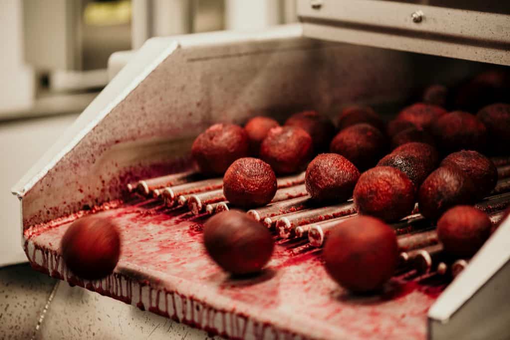 Red beets coming off a conveyer belt at the Love Beets factory