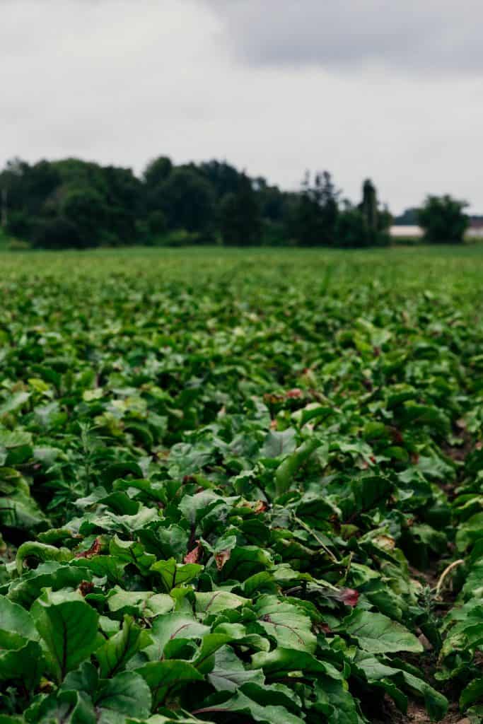 Love Beets farm beets growing