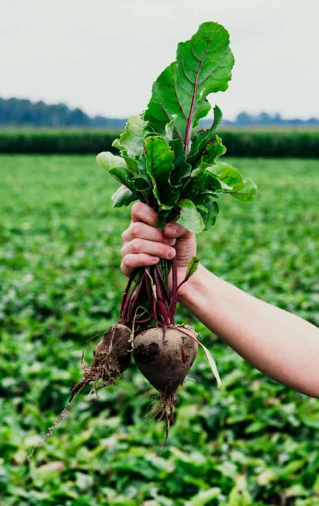 Holding up beets in front of a beet field