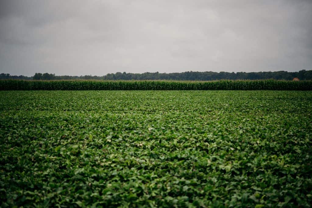 Beet field at Love Beets farm