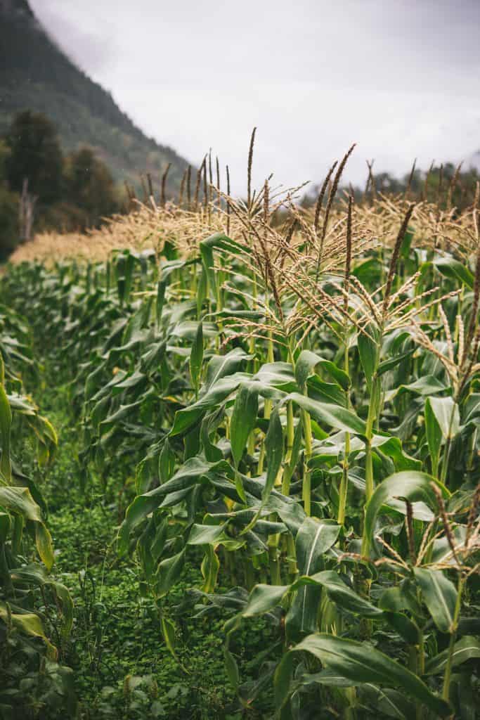 Corn field on rainy fall day
