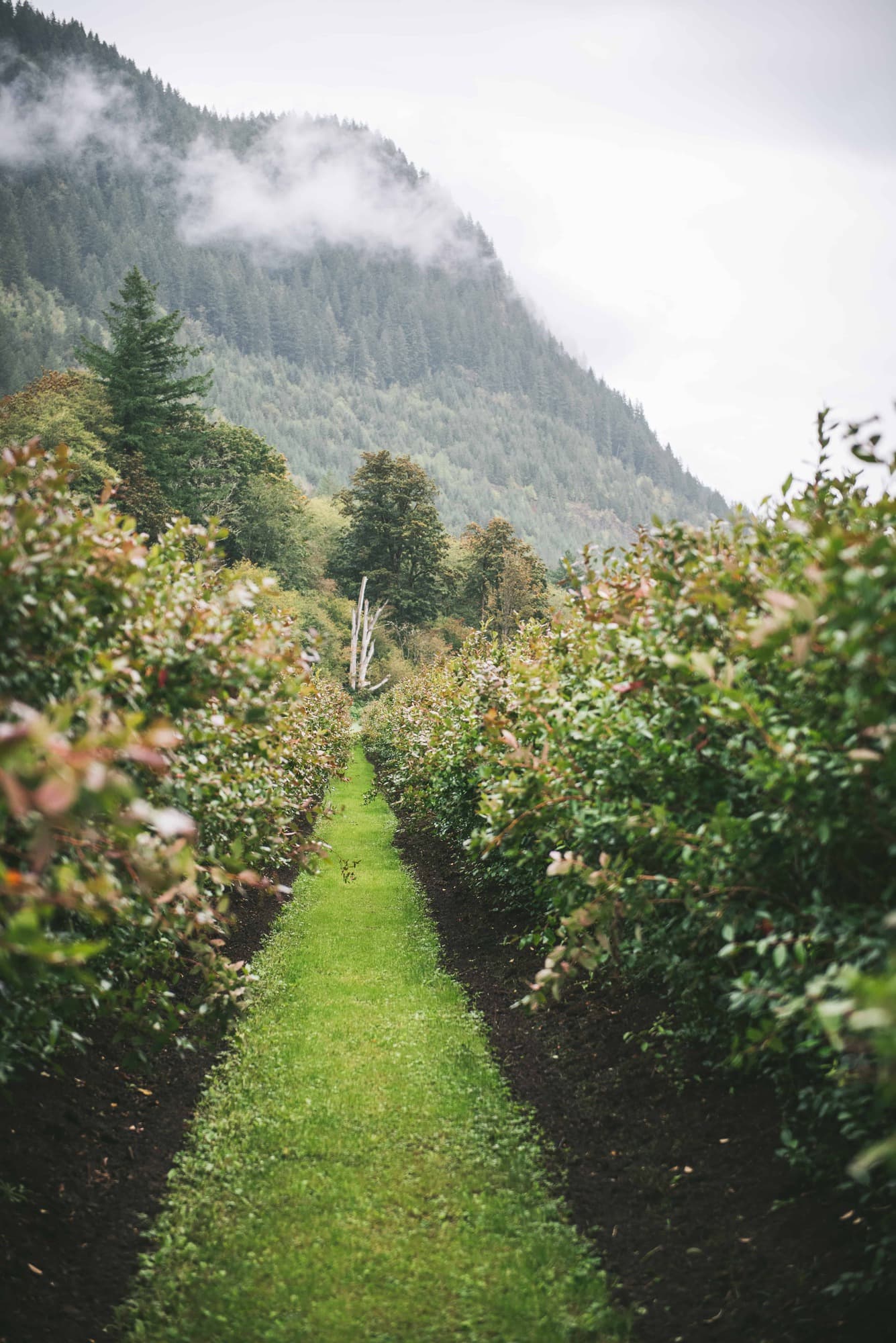 landscape view of a green path in a farm.