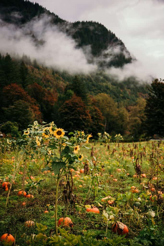 Sunflowers and pumpkins with mountains in the background on a rainy fall day