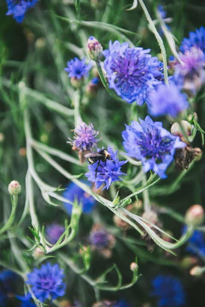 close-up of purple flowers on a farm