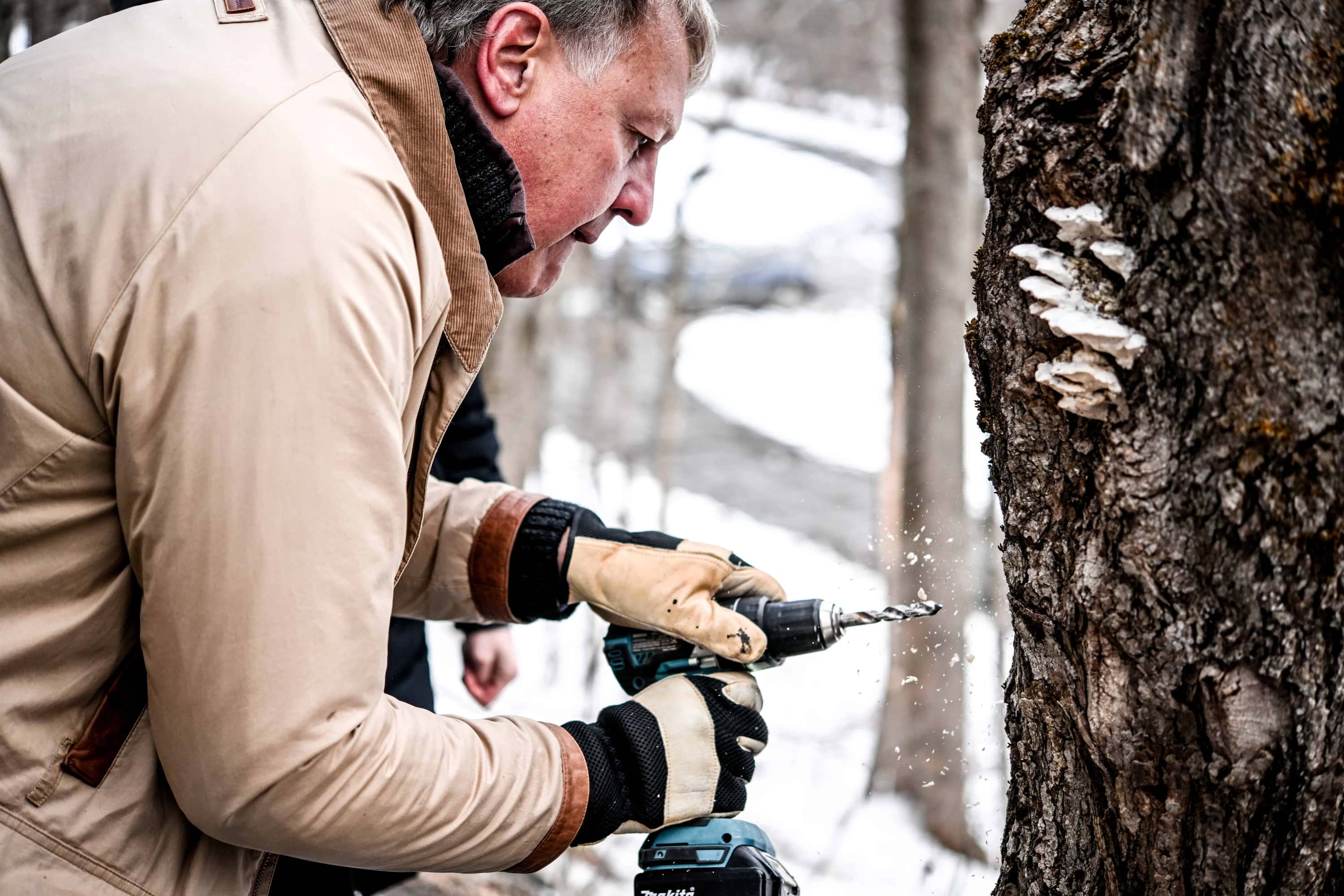 Close up of person drilling a hole into a maple tree to collect sap