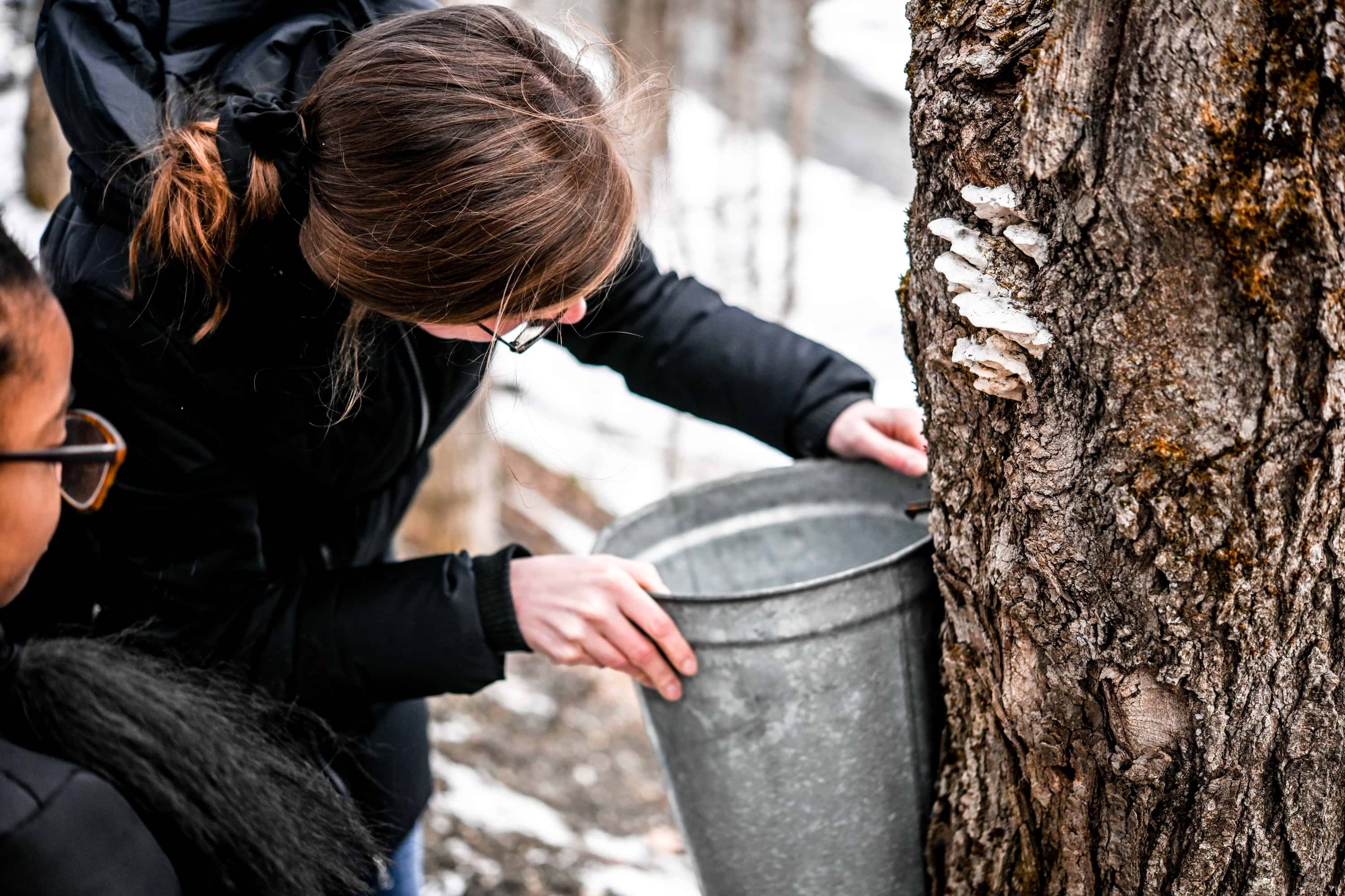 Person affixing bucket to maple tree tap to collect maple sap