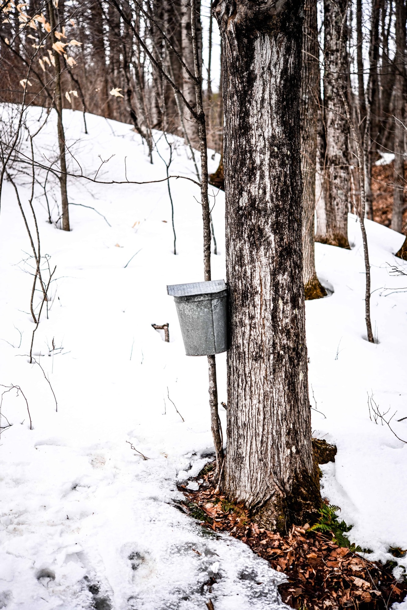 A maple tree tapped in winter