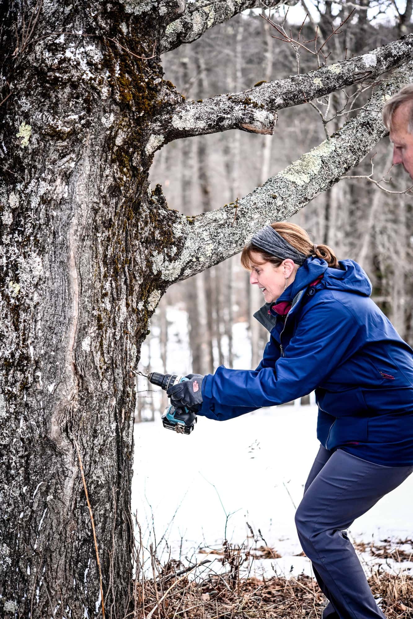 Person drilling hole into a maple tree