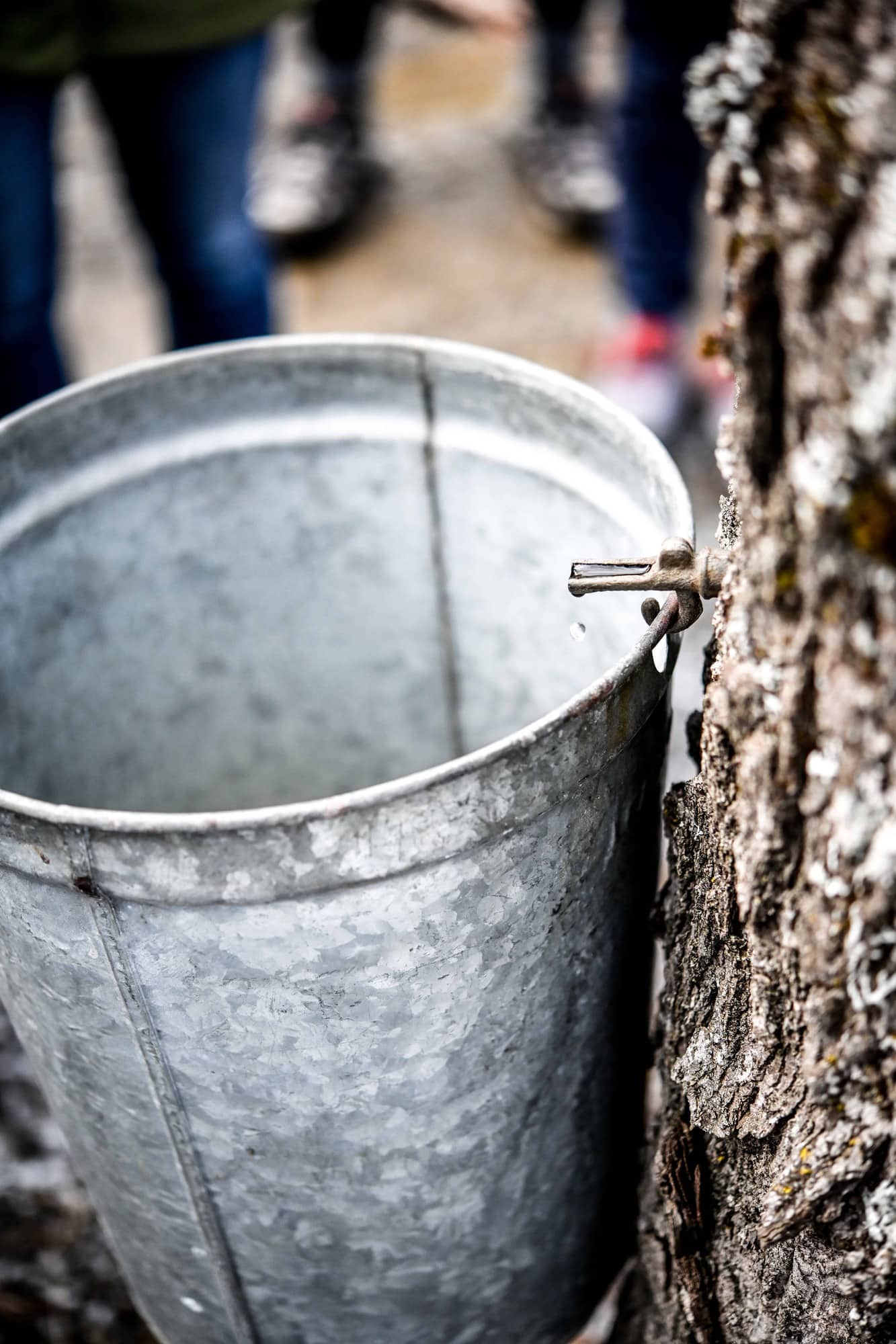 Close up view of maple sap dripping out of a maple tree into a large bucket
