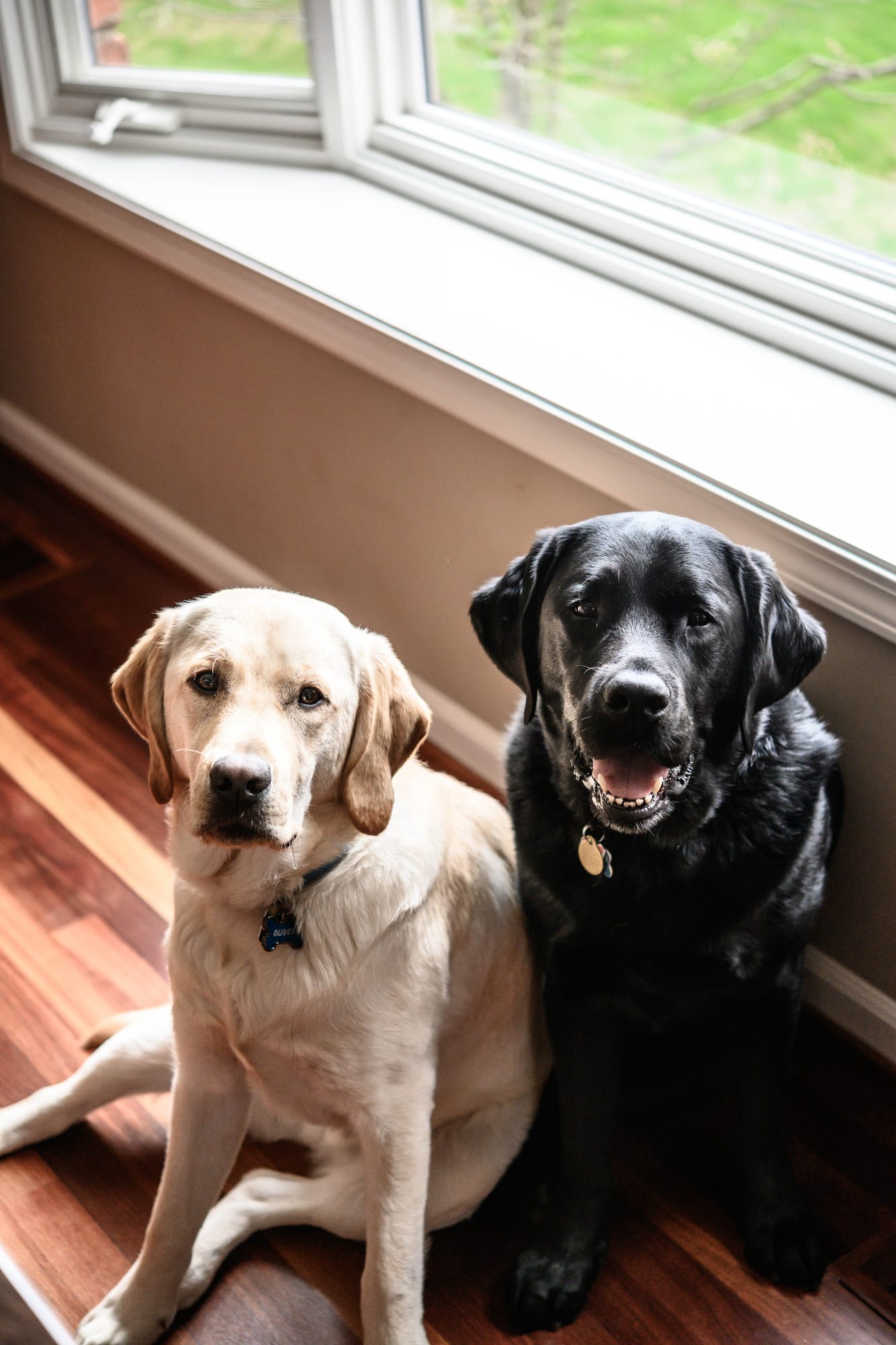 A yellow lab and black lab sitting next to each other in kitchen