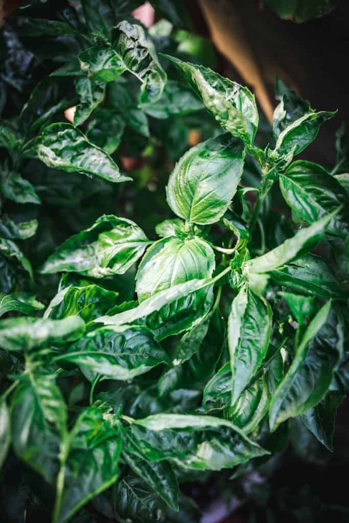 fresh basil growing in a pot