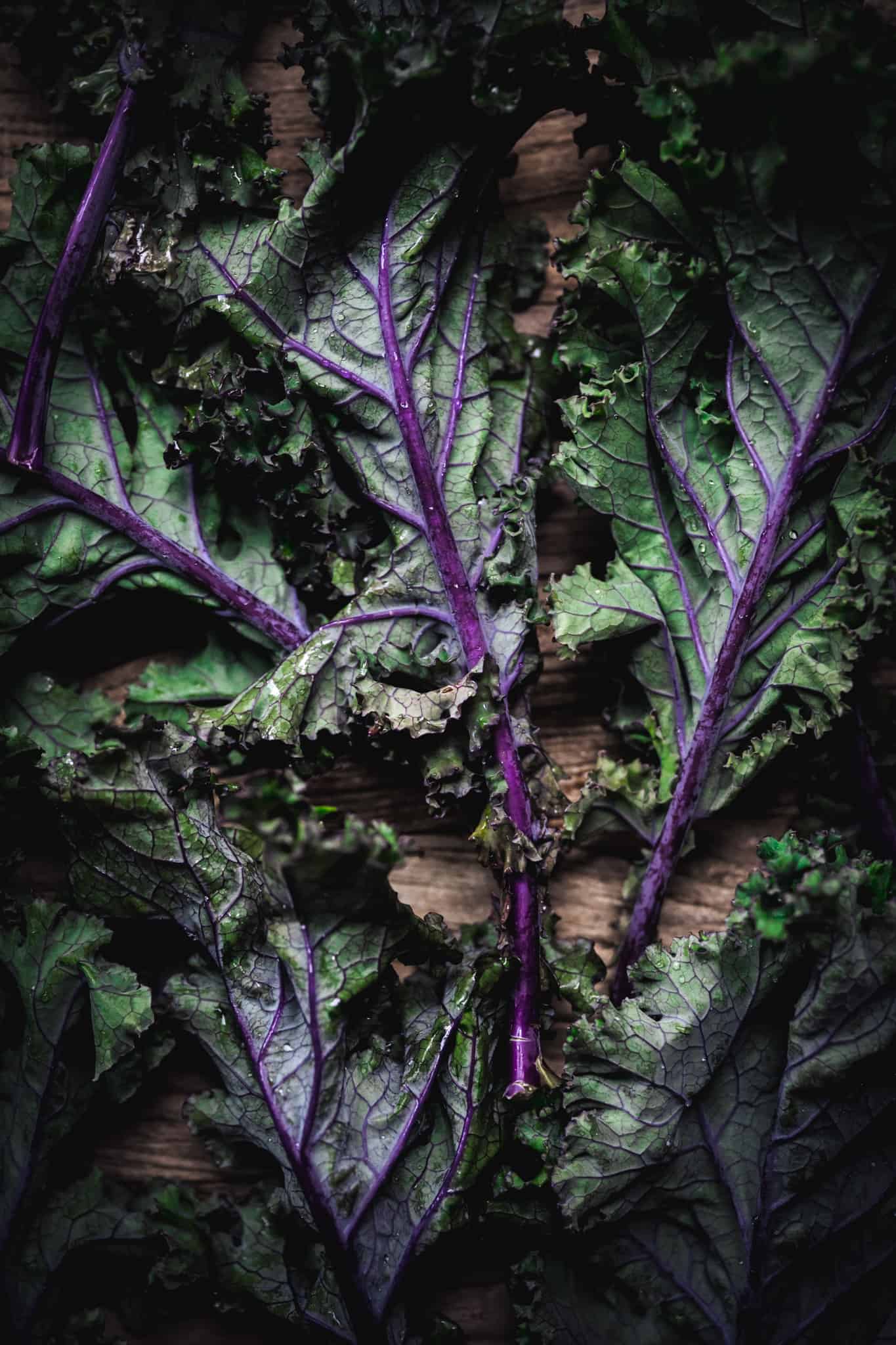 Close up moody photo of purple curly kale with water droplets