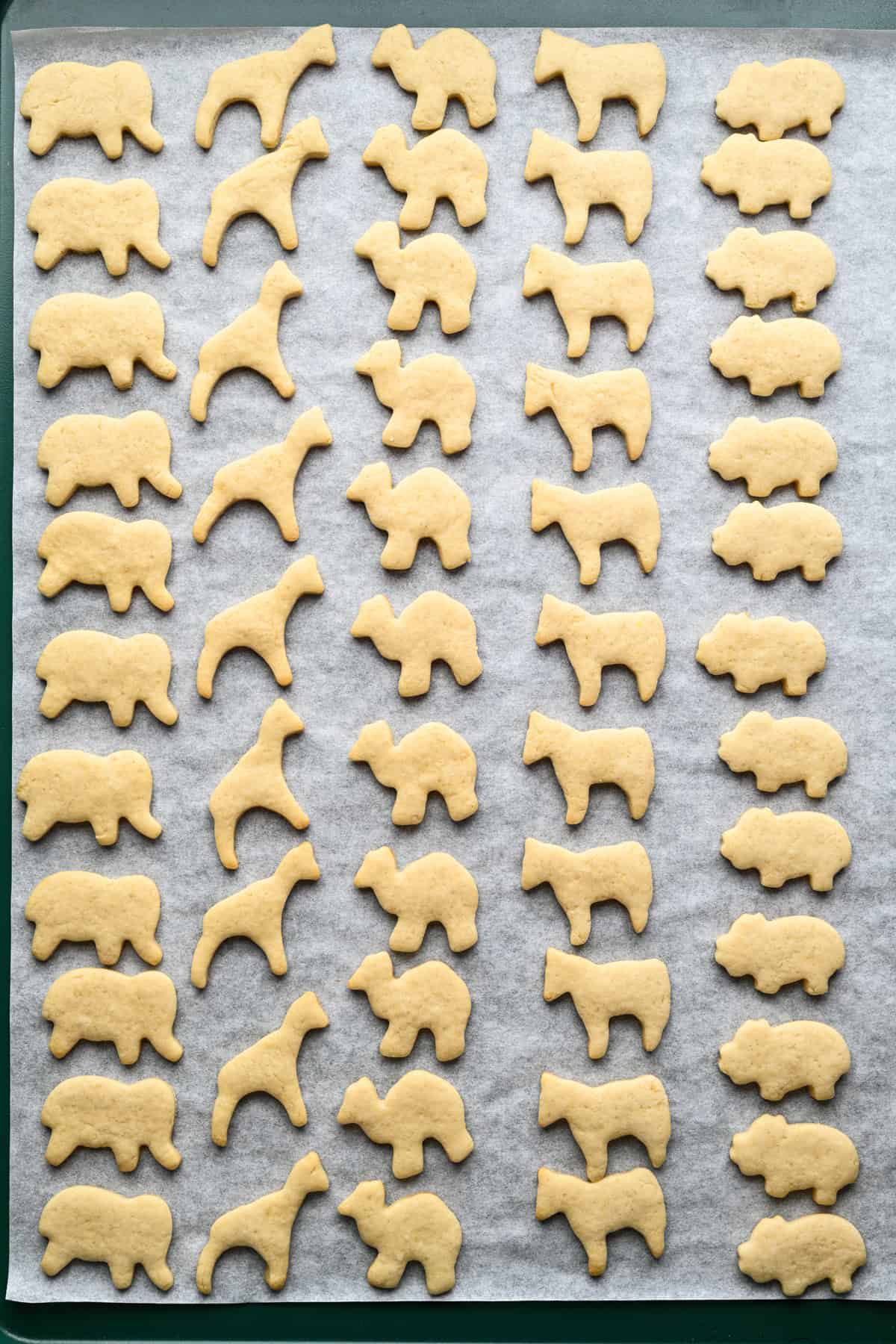 Overhead view of animal cookies on a sheet pan before frosting them.